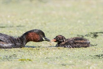 Little grebe
