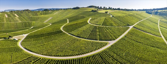 Serpentine road through vineyards