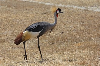Grey-necked crowned crane