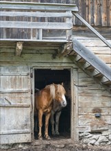 Horse looking out of barn