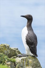 Common murre