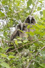 Young long-eared owls
