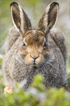 Mountain hare