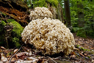 Wood Cauliflower fungus or Wood Cauliflower fungus