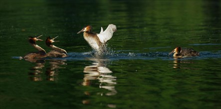 Great crested grebes