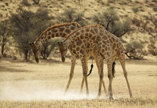Southern Giraffe