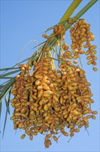 Ripe yellow fruits dates on date palm