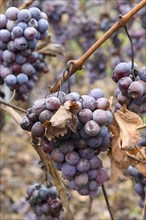 Trollinger grapes that are no longer harvested