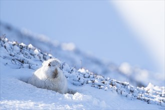 Mountain hare