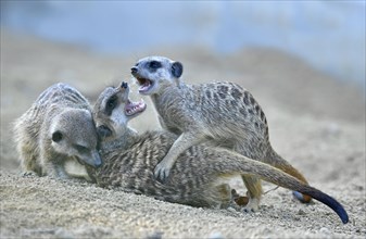 Meerkats or suricates