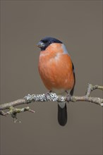 Bullfinch