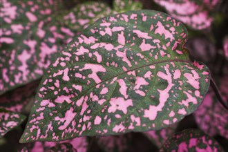 Close-up of pink and green Polka-dot plant