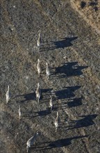 Burchell's Zebra