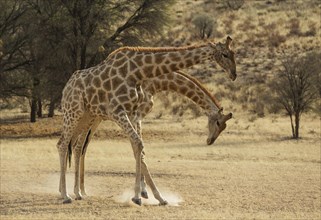 Southern Giraffe