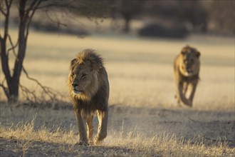 Kalahari-Lions