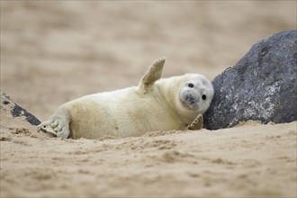 Grey seal