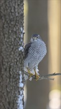 Northern goshawk