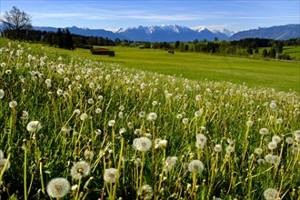 Dandelion meadow