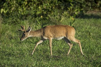 Pampas deer