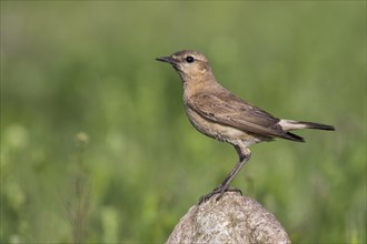 Isabelline wheatear