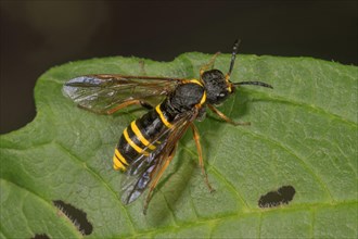 Leaf wasp