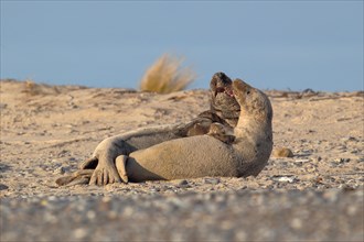 Grey Seals