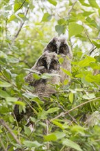 Young long-eared owls