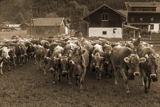 Herd of Allgauer cows at the Almabtrieb