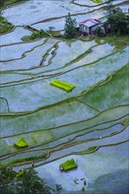 Rice terraces of Banaue