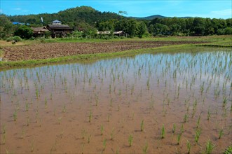 Rice field
