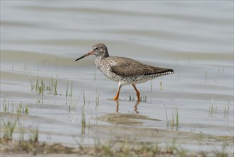 Common redshank