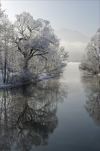 Trees with hoarfrost on the bank of Loisach in Kochel am See
