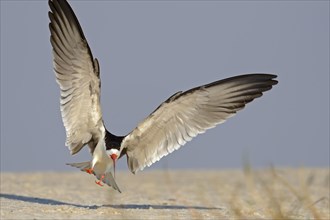 African skimmer