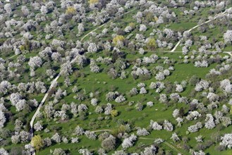 Blooming orchard