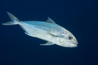 Greater amberjack or Allied kingfish