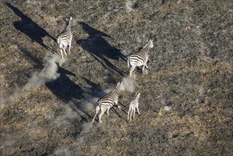 Burchell's Zebra