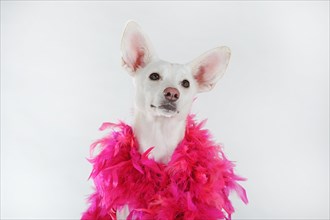 Mongrel with pink feathered boa