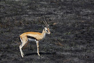 Serengeti Thomson's Gazelle