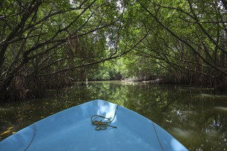 Boat ride through mangrove forest