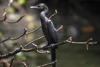 Javanese or little cormorant