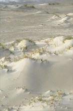 Foredunes with sand drifts