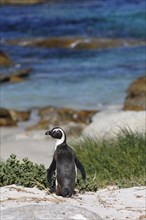 African Penguin