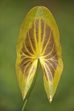 Yellow discoloured leaf
