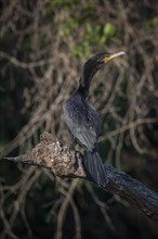 Olivaceous cormorant
