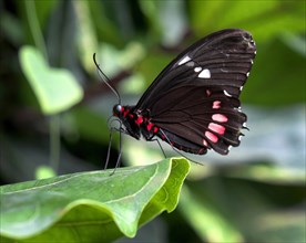 Passion-vine butterfly