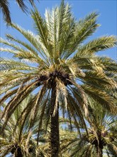 Date palm bearing fruit
