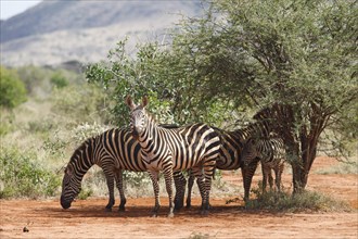 Plains Zebras