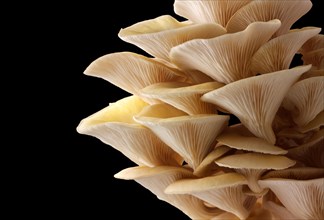 Golden oyster mushrooms