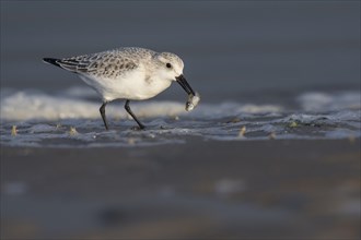 Sanderling