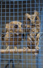 Two owls in tight cage